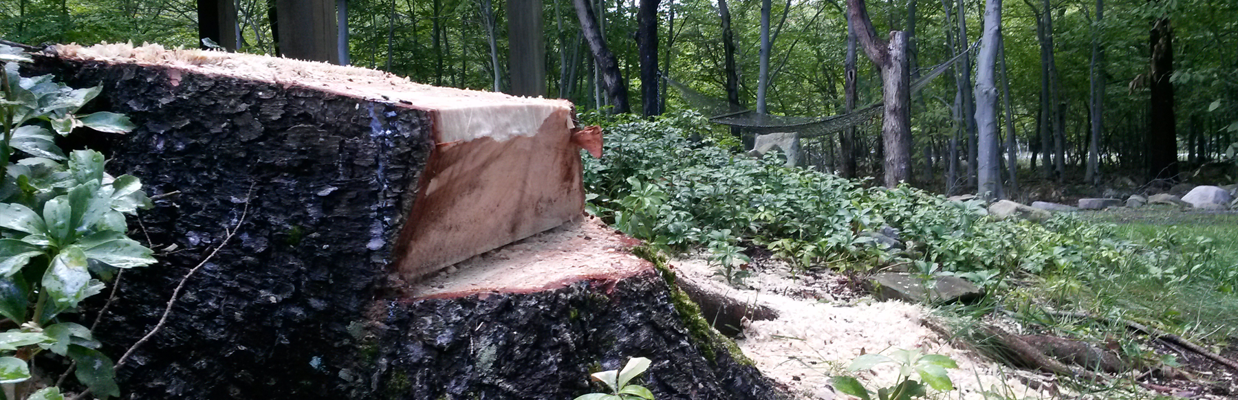 Tree Removal - Tobyhanna PA